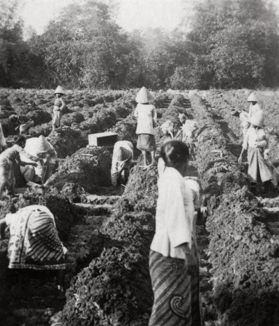 Příprava zavlažovacích kanálů na cukrové plantáži, Jáva, Nizozemská východní Indie, 1927 od Unbekannt