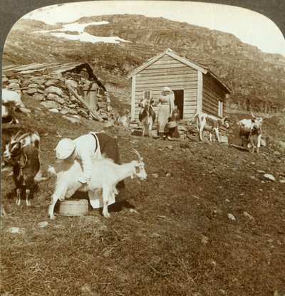 Pěkné norské dívky pečující krávy a kozy na Haukeli Mts, Norsko, c1905. od Unbekannt