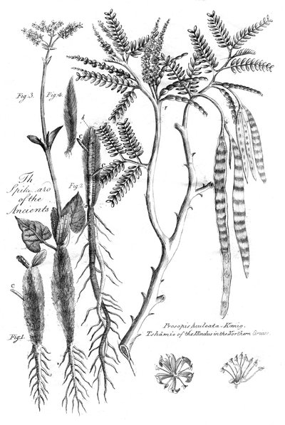 Prosopis Aculeata, 1799 od Unbekannt