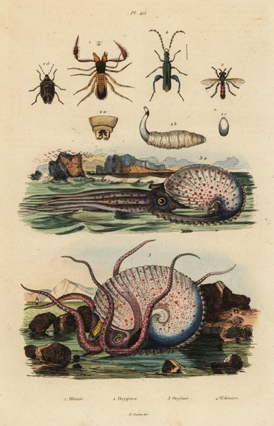 Pseudoscorpion, Chthonius orthodactylus 1, Octyptera bicolor 2, tuberkulózní pelagická chobotnice, Ocythoe tuberculata 3 a falešný olejník, Oedemera nobilis 4 od Unbekannt