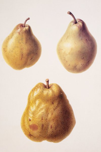 Pyrus communis/Hruška 