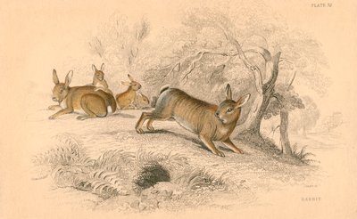 Králík Oryctolagus cuniculus, 1828 od Unbekannt
