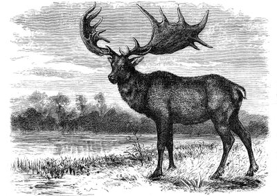 Rekonstrukce irského losa Megaloceros, c1880 od Unbekannt