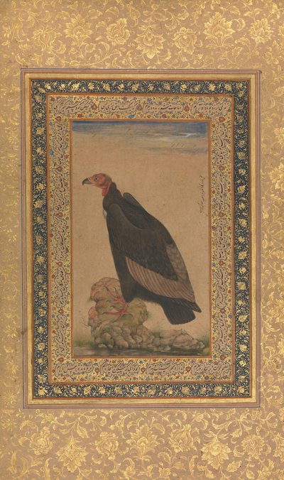 Red-Headed Vulture, Folio z alba Shah Jahan, recto a verso: začátek 19. století. od Unbekannt