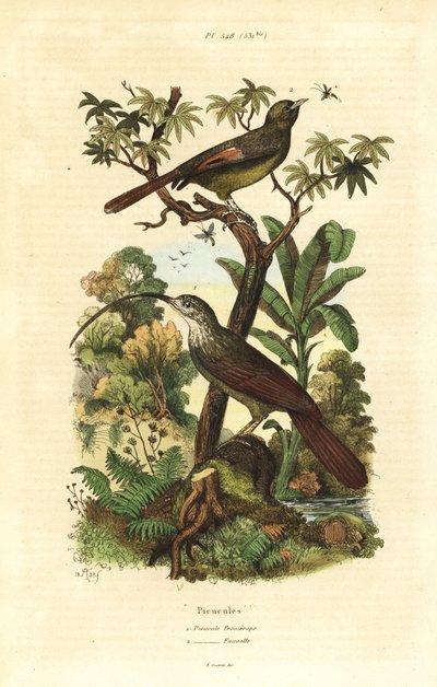Kosatec červenozobý, Campylorhamphus trochilirostris a liána olivová, Sittasomus griseicapillus od Unbekannt