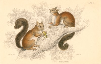 Veverka obecná Sciurus vulgaris, stromový hlodavec pocházející z Evropy a Asie, 1828 od Unbekannt