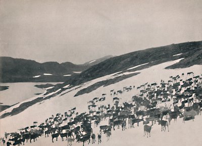Sob na horách, 1914. od Unbekannt