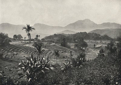 Reisfelder v Terrasen angelegt, 1926 od Unbekannt