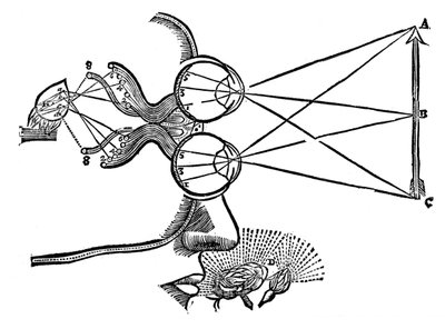 René Descartes ilustrace koordinace smyslů, 1692 od Unbekannt