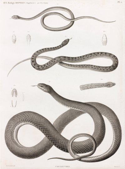 Plazi: série ilustrací hadů od Unbekannt