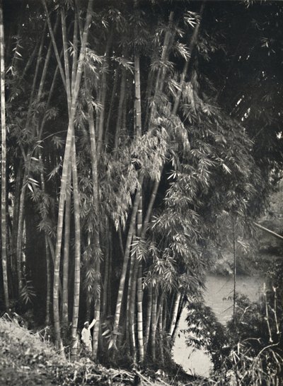 Riesenbambus Dendrocalamus giganteus v Peradeniya bei Kandy, 1926 od Unbekannt