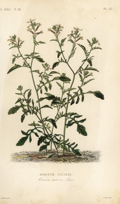 Raketa nebo rukola, Caterpillar vesicaria, Caterpillar sativa, Roquette cultivee od Unbekannt