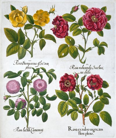 Růže, 1613 od Unbekannt