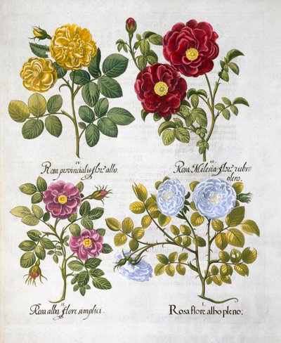 Růže, 1613 od Unbekannt