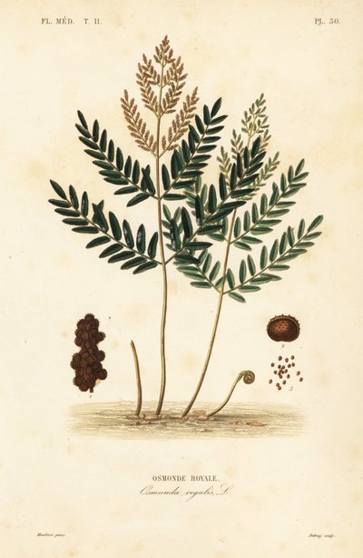 Royal Fern, Osmunda Regalis, Osmonde Royal od Unbekannt