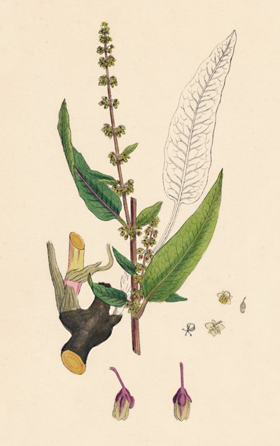 Rumex sanguineus. Krvavý dok, 19. století od Unbekannt