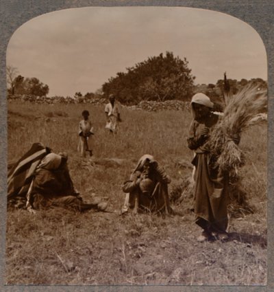 Ruth paběrkující na Boazových polích, c1900 od Unbekannt