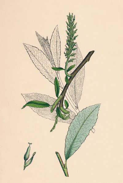 Salix phylicifolia, var. radicans. Sallow čajový, var. a., 19. století od Unbekannt