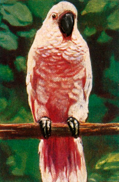 Kakadu lososovitý, c1928. od Unbekannt