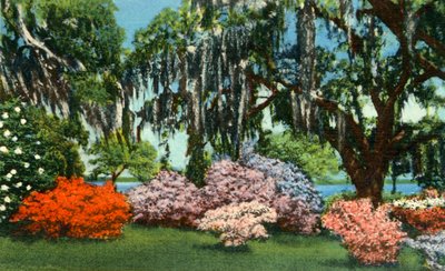 Scéna v Belle Isle Gardens, poblíž Georgetown, SC, 1942. od Unbekannt