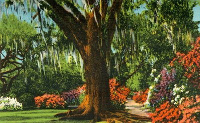 Scéna v Magnolia Gardens, poblíž Charlestonu, SC, 1942. od Unbekannt