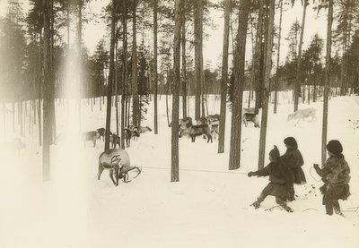 Švédsko. Hadr (semeno) při odchytu sobů. Kolem roku 1900 od Unbekannt