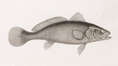 Science Corb, zblízka od Unbekannt