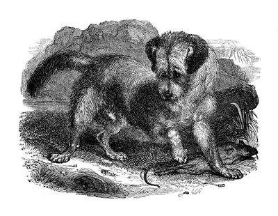Skotský terer, 1848 od Unbekannt
