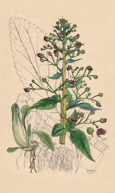 Scrophularia Ehrharti. Ehrhartova voda-betonie, 19. století od Unbekannt