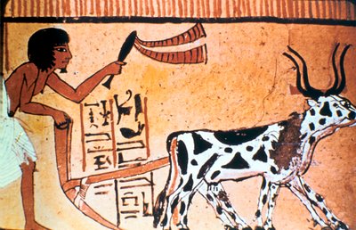 Sennutem orat dobytkem, malba starověké egyptské hrobky, Nová říše 1550-1069 př.n.l. od Unbekannt