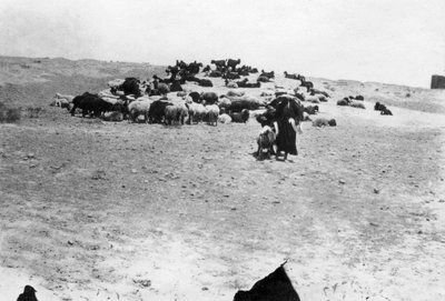 Ovce pasoucí se mimo Samarra, Mezopotámie, 1918 od Unbekannt