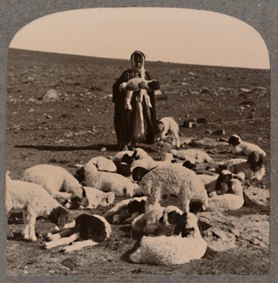 Pastýř a stádo, c1900 od Unbekannt