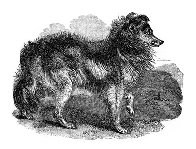 Pastýřský pes, 1848 od Unbekannt