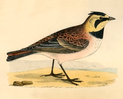 Shore Lark, konec 19. století. od Unbekannt