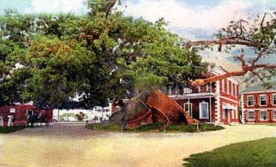 Silk Cotton Tree, Nassau, New Providence, Bahamy, 1900 od Unbekannt