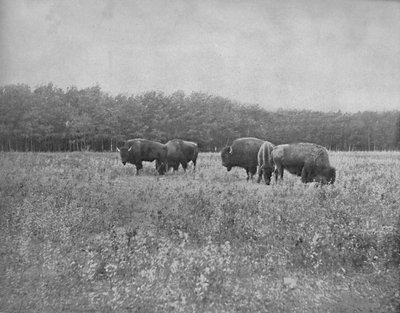 Silver Heights, Winnipeg, c1897. od Unbekannt