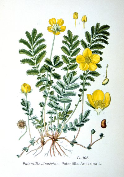 Silverweed, 1893 od Unbekannt