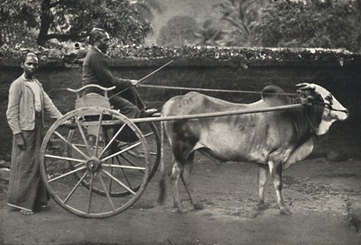 Sinhálský zebu hodinový stroj, 1926 od Unbekannt