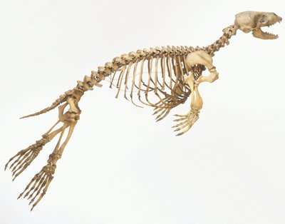 Kostra tuleně obecného (Phoca vitulina) „v pohybu“, boční pohled ©Dave King/Dorling Kindersley/UIG/Leemage od Unbekannt