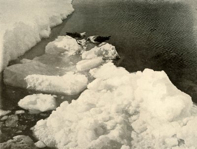 Skua Gulls at the Ice-Edge, c1908, 1909. od Unbekannt