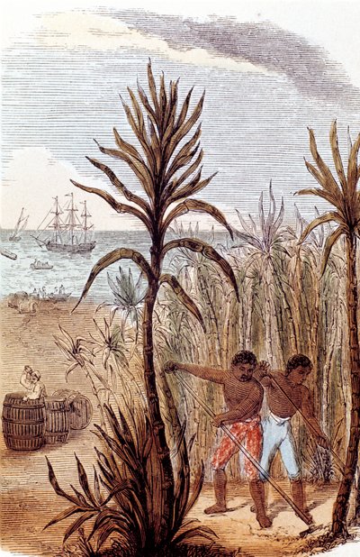Otroci pěstující cukrovou třtinu v Západní Indii, 1852 od Unbekannt