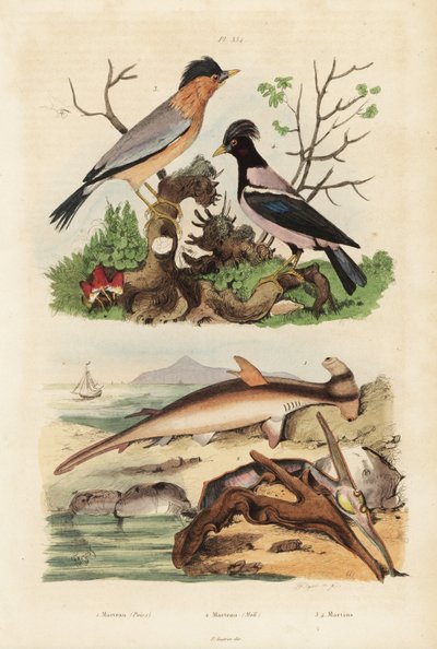 Kladivoušek hladký, Sphyrna malleus 1, ústřice kladívková, Malleus malleus 2, brahminy myna, Sturnia pagodarum 3 a špaček růžový, Pastor roseus 4 od Unbekannt