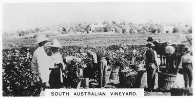 Jihoaustralská vinice, 1928 od Unbekannt