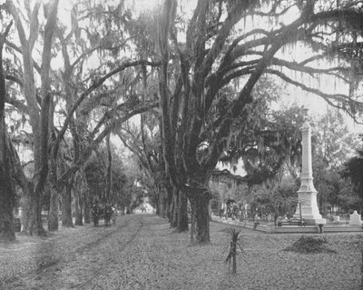Španělský mech na Live Oaks, Savannah, Georgia, USA, c1900. od Unbekannt