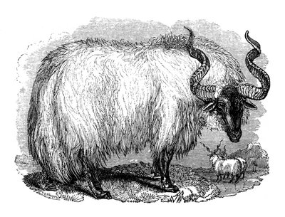 Španělská ovce, 1848 od Unbekannt