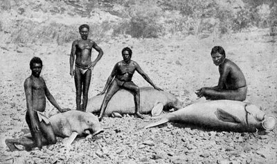 kapustňák oštěpovitý, severozápadní Austrálie, 1922 od Unbekannt