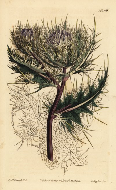 Bodlák ostnitý, Cirsium spinosissimum (Cnicus spinosissimus) od Unbekannt