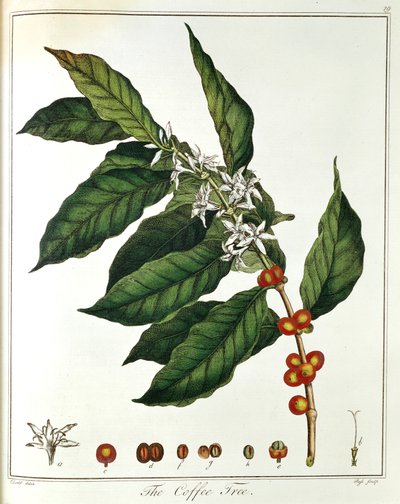 Snítka kávy Coffea arabica s květinami a fazolemi, 1798 od Unbekannt