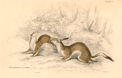 Lasice Mustela erminea, člen rodiny lasicovitých, 1828 od Unbekannt