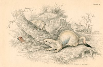 Lasice Mustela erminea, člen rodiny lasicovitých, 1828 od Unbekannt